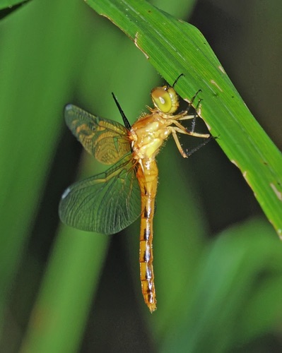 Female, immature
2010_07_03_Town